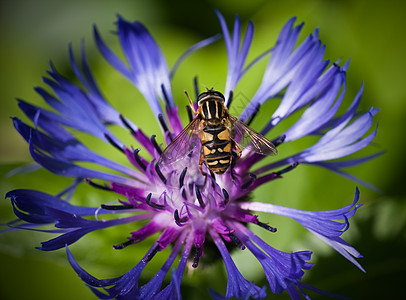 Eristalis 在花上长青青柳上的塔轴 小深至沙耳图片