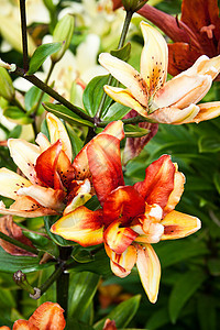 花园里的花朵美丽绿色植物学园艺树叶植物群红色百合花束黄色图片