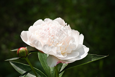 白色白皮尼 深度小到锐度文化图层介子生长牡丹芍药园艺粉色花瓣场地图片