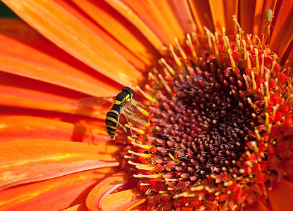 Eristalis 花朵上塔轴 橙色Gerbera 小深至尖刺庆典蜜蜂礼物格柏昆虫橙子昆虫学宏观花园花瓣图片