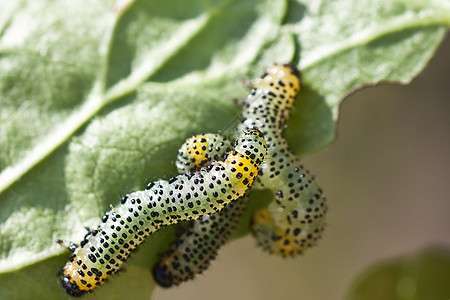 尖锐的深度小于直度黑色总科绿色斑点害虫昆虫叶子黄色蛀虫翼龙图片