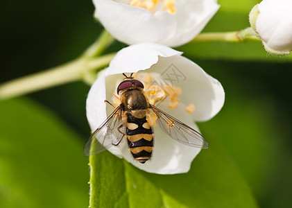 茉莉花的Eristalis塔轴 细深至敏锐图片