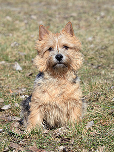 的肖像毛皮宠物哺乳动物动物棕色家畜犬类小狗图片