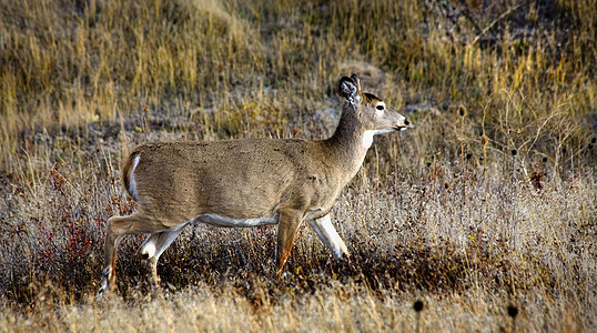 白尾鹿国家Bison山脉哺乳动物荒野野牛国家树叶野生动物公园刷子打猎动物图片