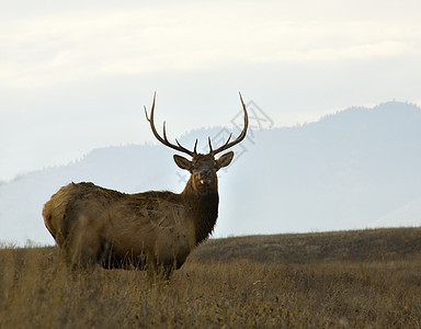 国家Bison山脉野牛野生动物架子麋鹿喇叭荒野场地游戏草原鹿角图片
