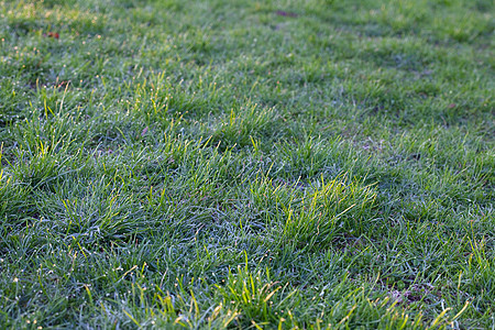 带露地的原始青草自由院子美化植物场地城市草皮世界绿色推杆图片