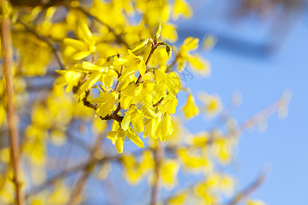 蓝天的黄春花朵图片