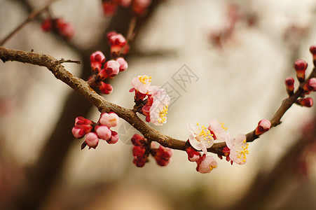 樱花花柔软度投标压痛果园花园园艺植物群水果植物学宏观图片