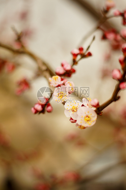 樱花花植物学园艺季节水果花瓣植物植物群投标柔软度果园图片