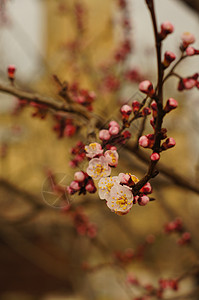 樱花花果园园艺植物压痛花瓣投标植物群花园植物学季节图片