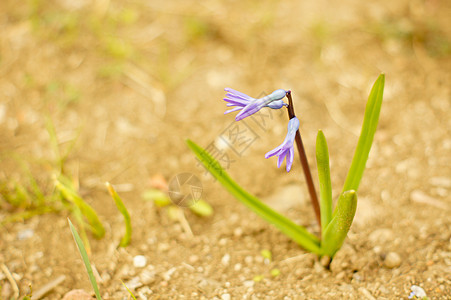 林中初春蓝花生态森林荒野花朵白头翁树叶花瓣紫色木头肝病图片