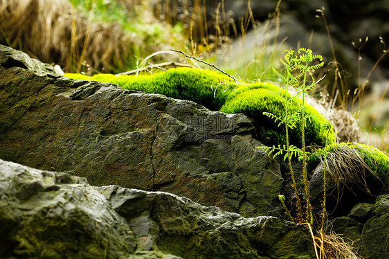 覆盖着绿苔的岩石风景天空土地城市森林树木叶子苔藓爬坡旅行图片