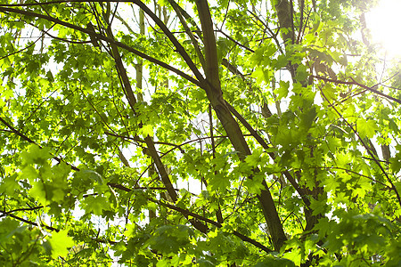 阳光明媚的天空背景上的绿树树木公园环境城市苔藓森林风景旅行土地叶子图片