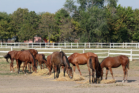 马群在牛圈里吃干草图片