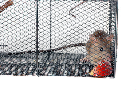 金属陷阱中的老鼠动物寄生虫警告褐鼠害虫工作室宠物细胞冒险捕鼠器图片