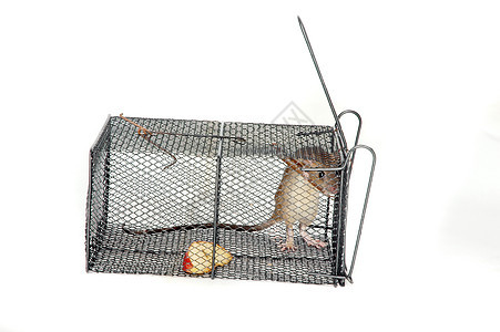 金属陷阱中的老鼠控制宠物工作室细胞尾巴诱惑冒险惊喜危险动物图片