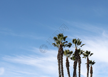 棕榈树假期旅游晴天异国叶子天空热带海滩蓝色情调图片
