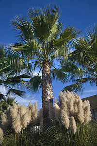 达鲁什大草达鲁斯太阳假期绿色白色棕榈蓝色热带纳帕旅行叶子图片