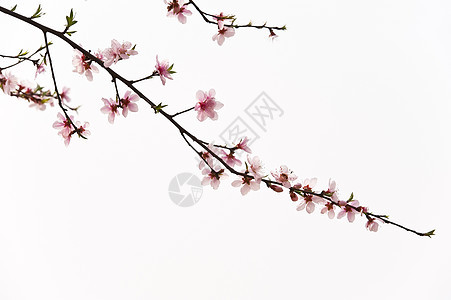 粉红桃花花叶子花瓣植物群生长天空粉色树干图片