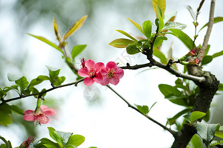 红色马鲁斯光谱花朵树干生长植物群花瓣绿色叶子海棠图片