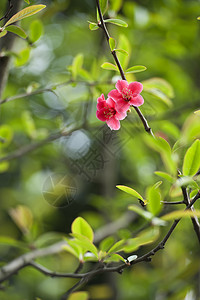 红色马鲁斯光谱花朵海棠叶子生长花瓣植物群树干绿色图片