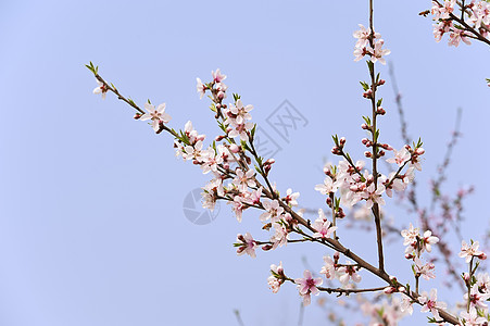粉红桃花花粉色植物群叶子天空生长树干花瓣图片