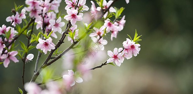 粉红桃花花树干花瓣粉色生长叶子植物群图片