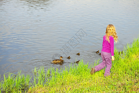 女孩看着鸭子和鸭子的鸭子后代女性孩子手指家庭羽毛树木鸟类游泳乐趣图片