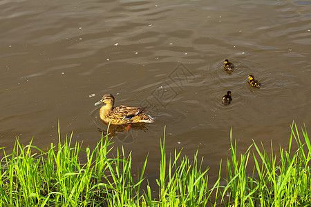 鸭子和鸭子在水中游荡日落婴儿小鹅风景编队账单团体羽毛母亲养育图片