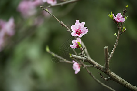 粉红桃花花粉色树干花瓣植物群叶子生长图片