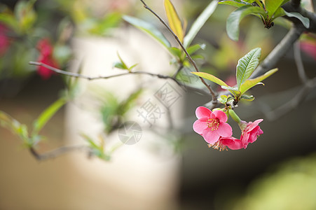 红色马鲁斯光谱花朵叶子植物群海棠花瓣树干生长图片