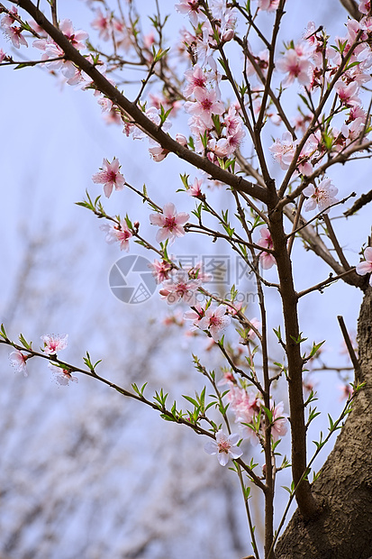 粉红桃花花粉色花瓣叶子生长树干天空植物群图片