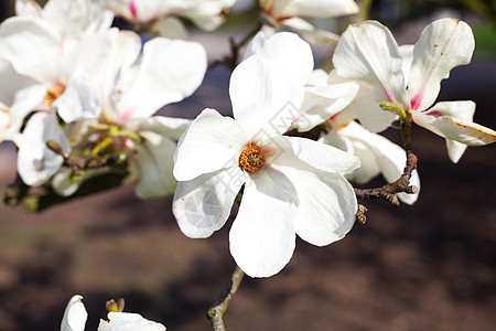 木兰花花脆弱性蓝色季节公园天空植物宏观花瓣植物学花园图片