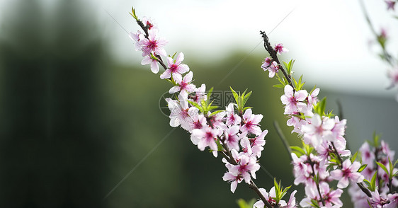 粉红桃花花叶子生长树干花瓣粉色植物群图片