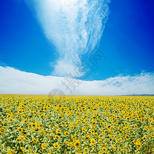 蓝天上的向向日葵田和白云场景日光种子金子文化农村季节农场草地收成背景图片