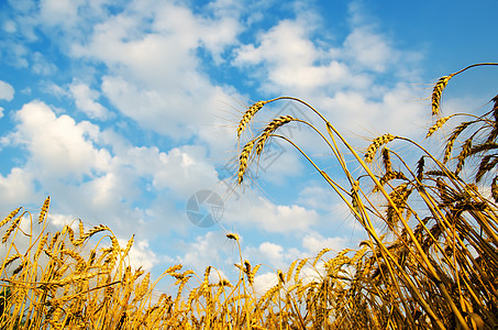 上面有蓝天的金麦耳朵 乌克兰南部谷物蓝色天空农场收成食物面包种子玉米地平线图片