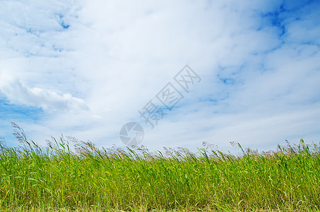 蓝天空下的绿草蓝色植物远景阳光地平线农业农村环境晴天天空图片