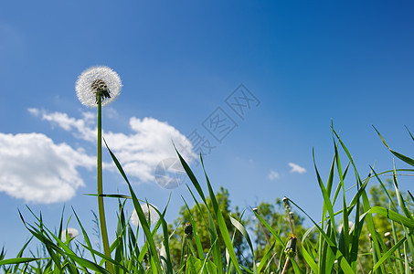 绿草地和蓝天空中的旧花粉公园植物群草地天空生活场景植物气泡脆弱性植物学图片