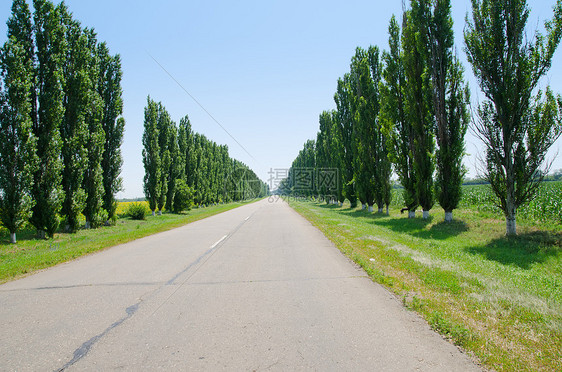 树木中直通地平线的道路图片