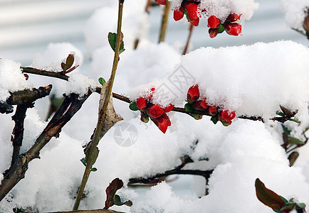 雪中的花朵季节生存紫色植物红花水晶生活阳光蓝色地面图片