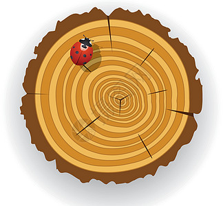 木制切割历史森林插图木材戒指瓢虫阴影裂缝木头时间图片