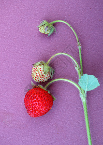 草莓阴影健康饮食静物对象生食白色饮食美食家影棚工作室图片