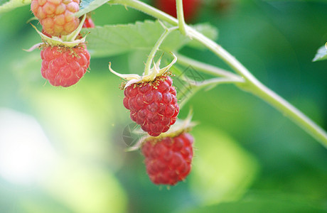 草莓食物水果维生素果味覆盆子红色图片