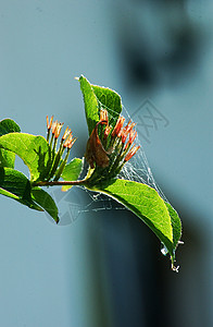 树叶上的蜘蛛网图片