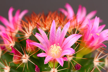 仙花肉质植物沙漠粉色花粉图片