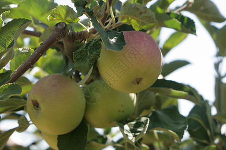 树上的苹果团体营养水果收成农业绿色食物饮食美食市场图片