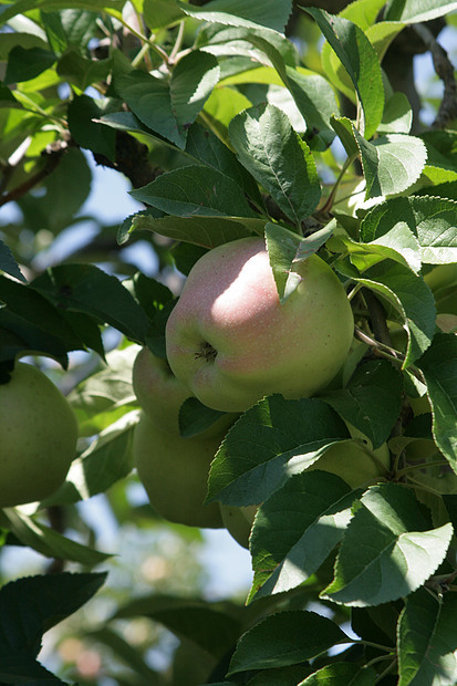 树上的苹果美食收成营养饮食花园农业水果农场食物绿色图片