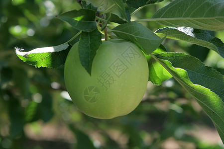树上的苹果食物绿色水果农场花园农业营养饮食市场收成图片