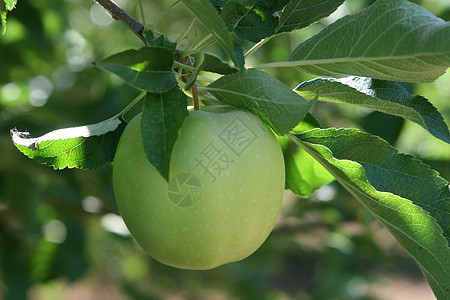树上的苹果收成水果农场市场营养饮食美食食物农业绿色图片