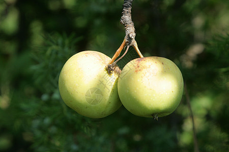树上的苹果团体农业营养花园市场水果收成饮食绿色农场图片